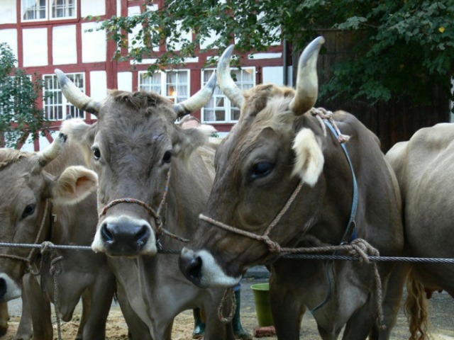 Zürich ZH - Verkehrsbehinderungen wegen Viehschauh