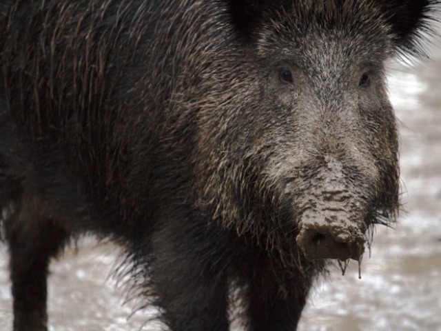 Wiesendangen TG - Acht Wildschweinen bei Kollision auf Autobahn getötet