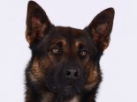 Grabs SG - Polizeihund "Zen" fasst Dieb