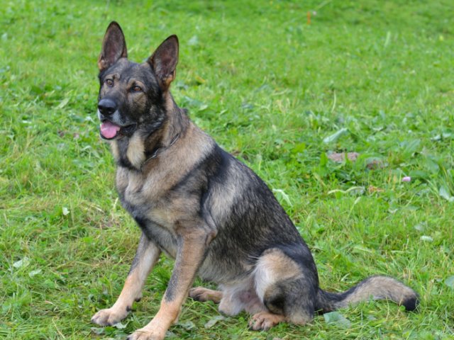 Luzern LU - Polizeihund Mitch stellt Diebin (35)