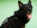 Schindellegi SZ - Polizeihund sichert Kokain im Wert von rund 200'000 Franken