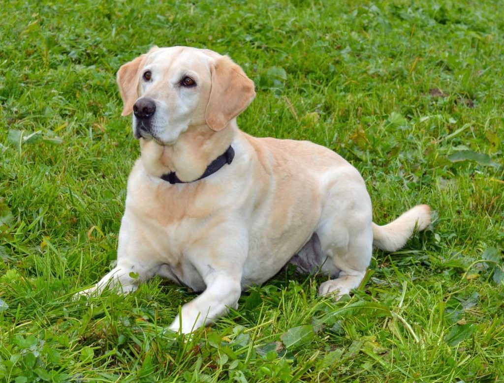Luzern - Betäubungsmittelspürhund Oraya findet zwei Kilogramm Kokain