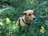 Churwalden GR - Polizeihund Yuna findet vermisste Person