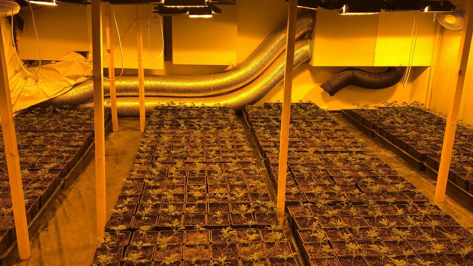Kappelen BE - Indooranlage mit mehr als 2'000 Hanfpflanzen ausgehoben