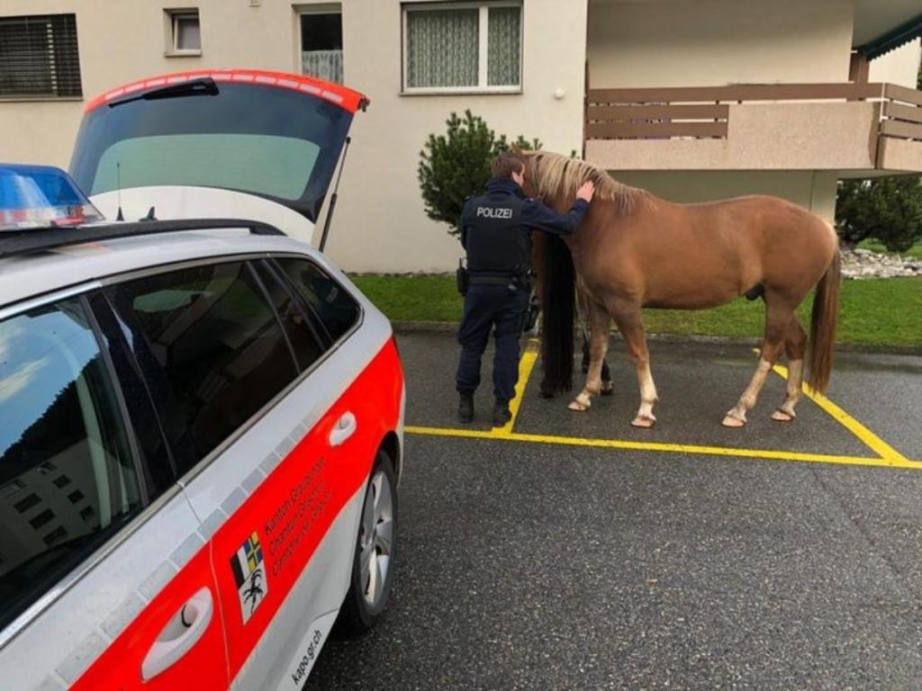Polizei fängt in Davos herrenlose Pferde ein