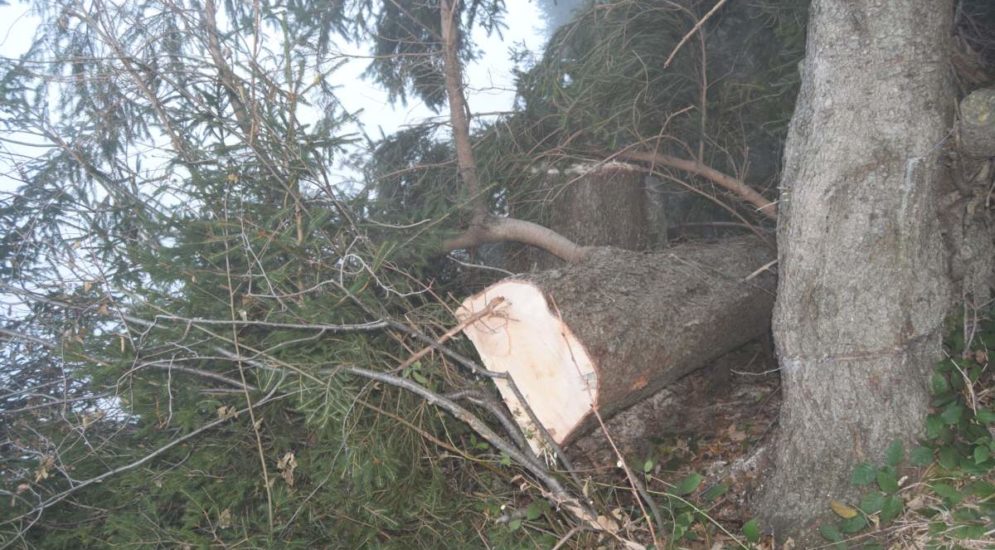 Holzerunfall in Gais AR - 36-Jähriger von Baumstamm getroffen