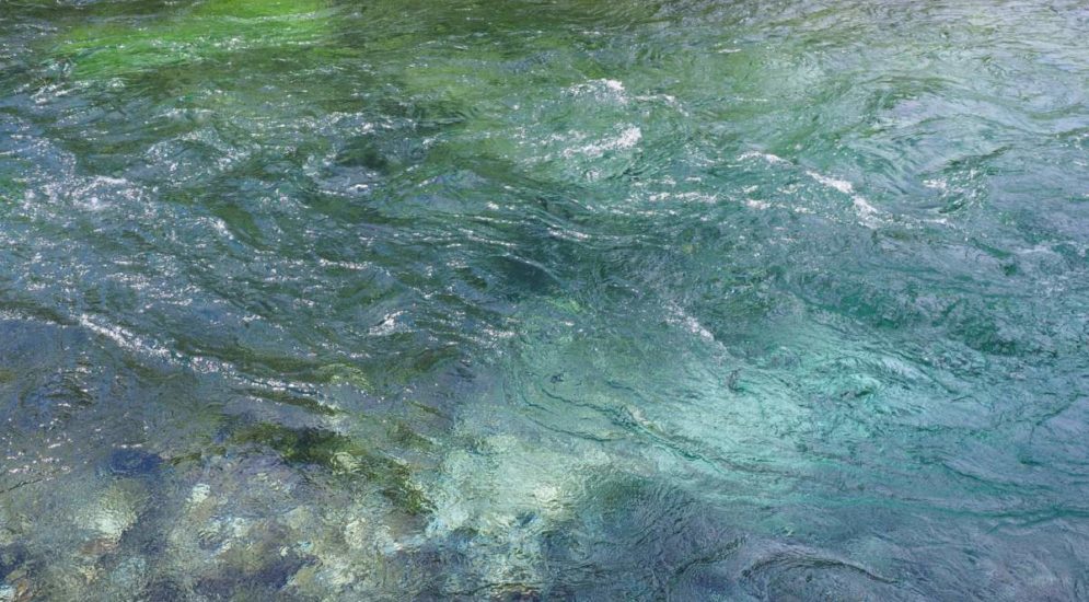 Gachnang TG: Fischsterben wegen Gewässerverschmutzung im Tegelbach