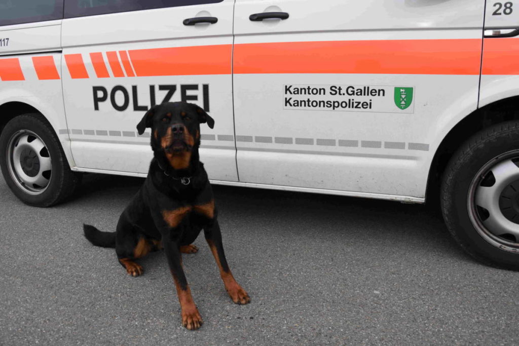 Wittenbach SG: Polizeihund Yodi spürt Flüchtigen auf