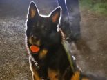 Pfäffikon SZ - Diensthund Indiro spürt Sprayer auf