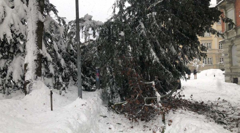 St.Gallen SG - Großer Baum umgestürzt