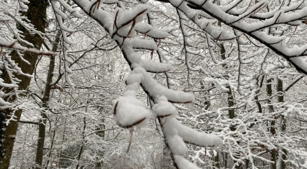 Basel-Landschaft BL - Schwerer Schnee auf Bäumen birgt hohes Sicherheitsrisiko