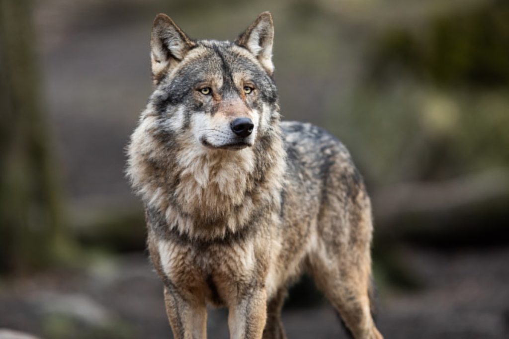 Niederweningen ZH - Schafe gerissen: Wolf oder Hund?