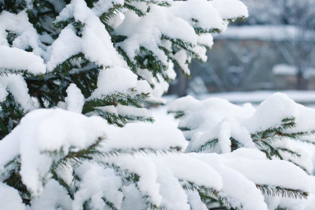 Schaffhausen: Polizei warnt - Bäume können Schneemassen nicht mehr tragen
