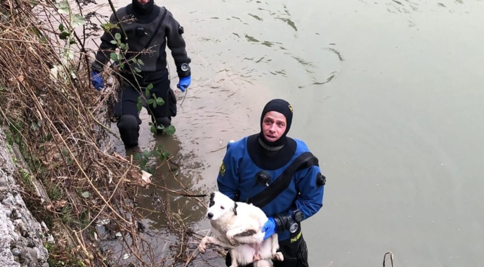 Freiburg FR: Junger Hund aus der kalten Saane gerettet