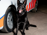 Aarburg und Gränichen AG: Polizeihund Kantos hilft bei Festnahmen