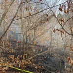 Balsthal SO: Waldbodenbrand durch unzureichend gelöschte Feuerstelle