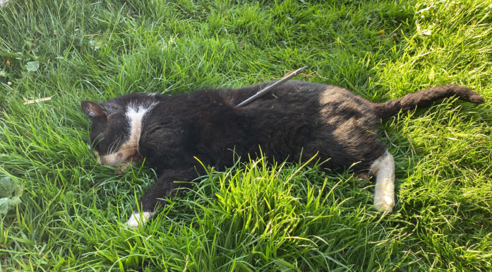 Sins AG: Katze gezielt durch Pfeil getötet