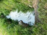 Romont FR: Verschmutzung des Baches «Le Violon» durch Molke-Mischung