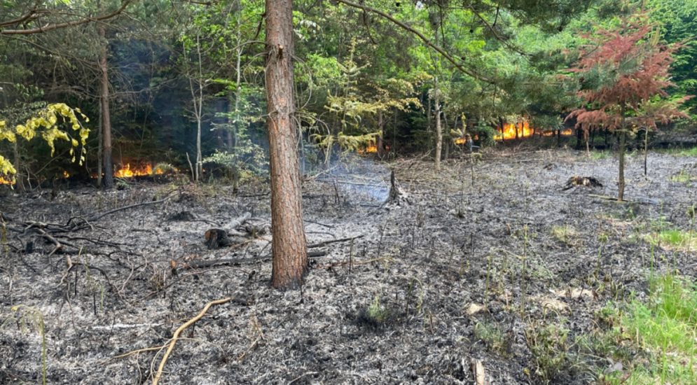 Cousset FR: Polizei sucht Zeugen nach Waldbrand