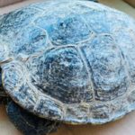 Winznau SO: Wasserschildkröte gerettet