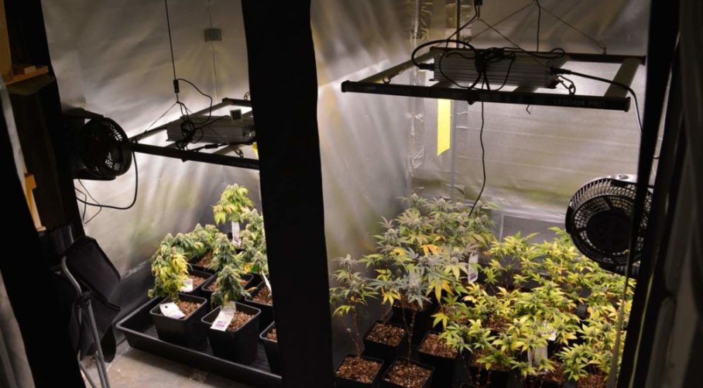 Chur GR: Indoor-Hanfplantage in Mehrfamilienhaus ausgehoben