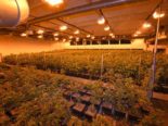 Herisau: Indoor-Hanfanlage mit mehreren Tausend Hanfpflanzen sichergestellt