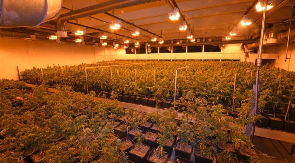Herisau: Indoor-Hanfanlage mit mehreren Tausend Hanfpflanzen sichergestellt