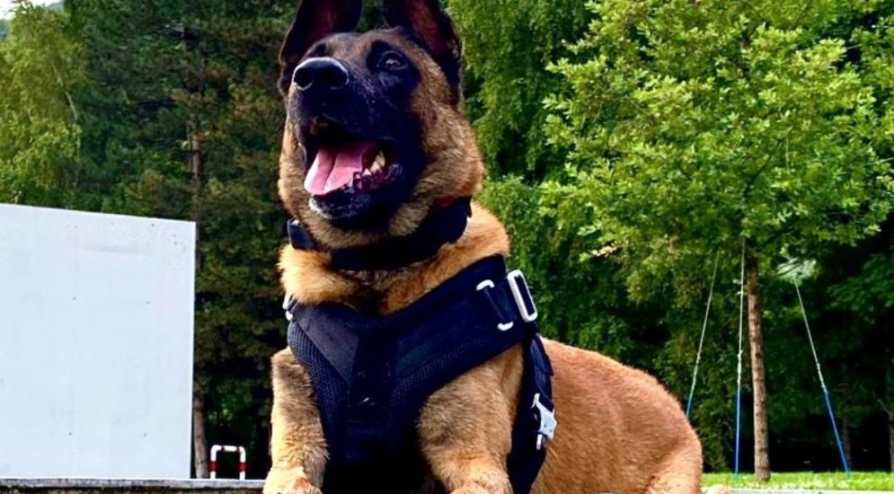 Troistorrents VS: Polizeihund "Taz" findet vermisste Person