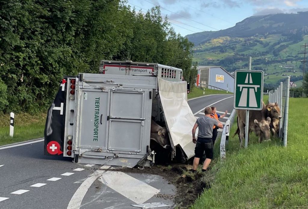 Seewen SZ: Unfall mit Tiertransporter - Autobahneinfahrt gesperrt