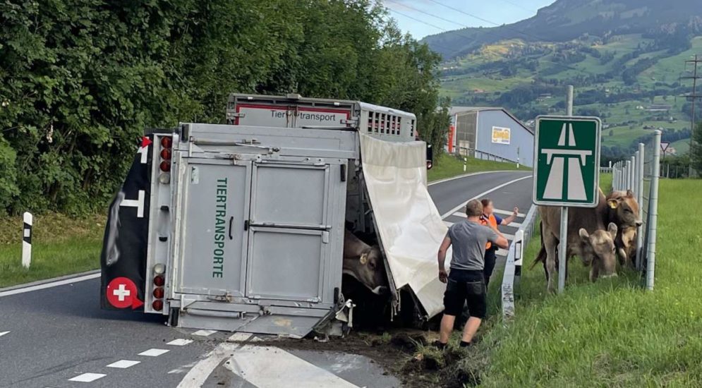 Seewen SZ: Unfall mit Tiertransporter - Autobahneinfahrt gesperrt