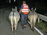 Arth SZ: Zwei Esel sorgen für gefährliche Verkehrssituationen