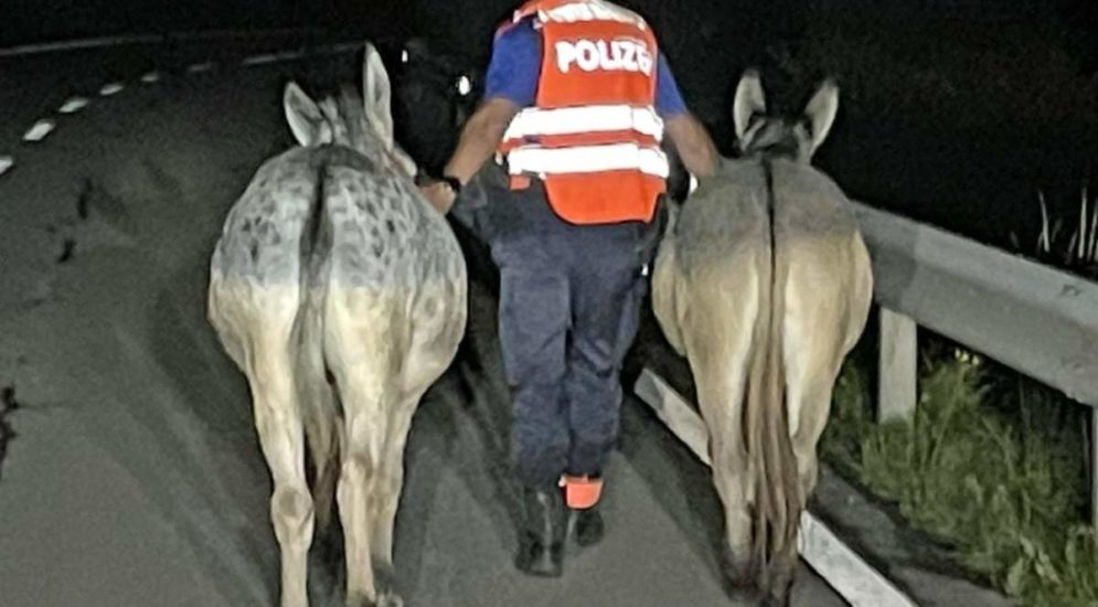 Arth SZ: Zwei Esel sorgen für gefährliche Verkehrssituationen