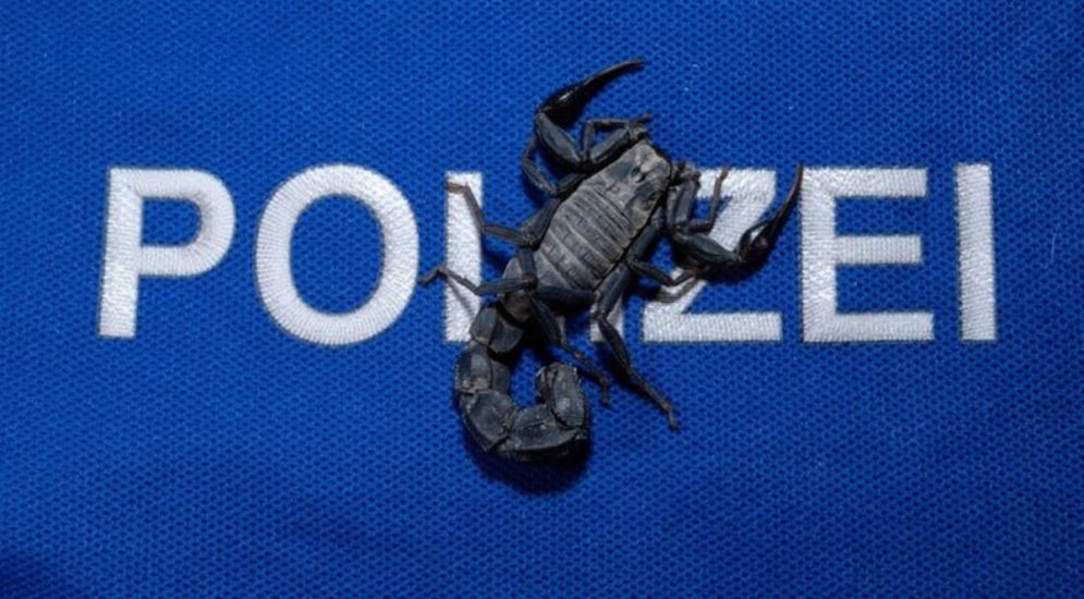 Zürich: Skorpion im Reisegepäck