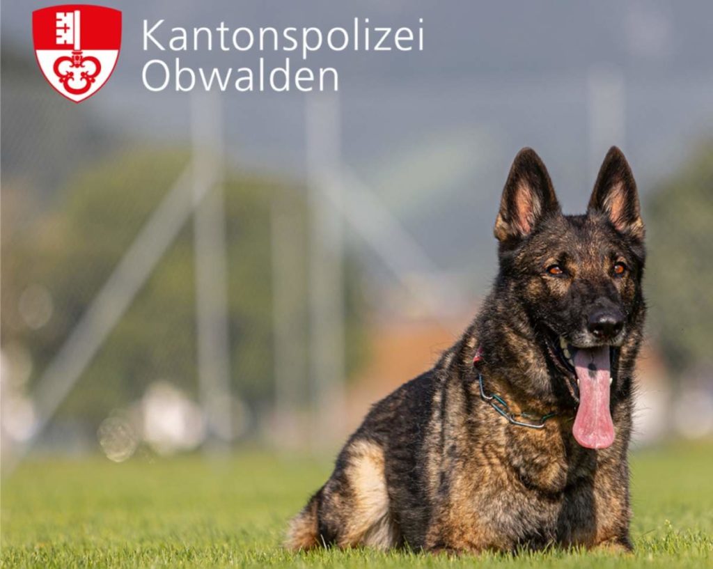 Sachseln OW: Polizeihund "Quandos" stellt drei Einbrecher