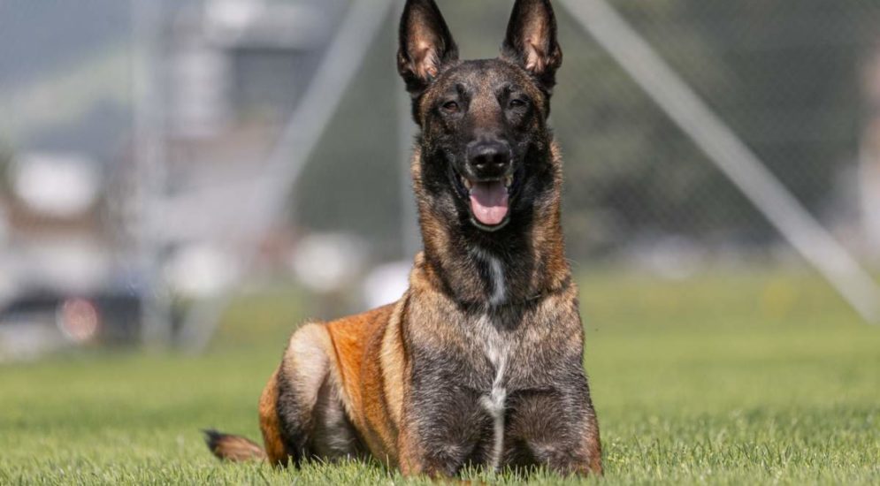 Kerns OW: Polizeihund Tyson stellt flüchtenden Motorraddieb (16)