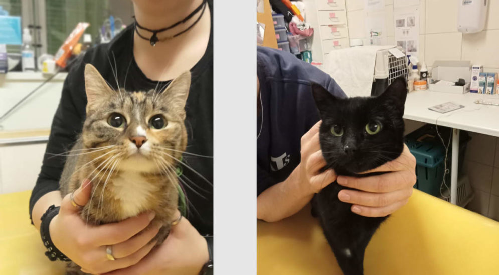 Hunzenschwil AG: Zwei niedliche Katzen einfach ausgesetzt