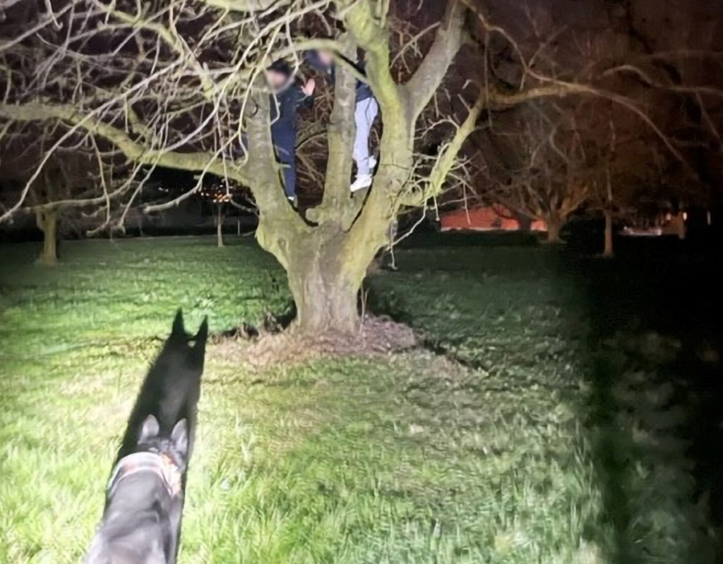 Luzern: Diensthund findet Verdächtige auf Baum