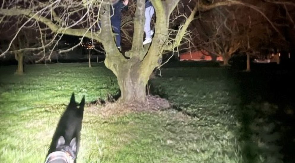 Luzern: Diensthund findet Verdächtige auf Baum