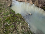 Prez-vers-Noréaz: Wasserlaufs Palon über 1,5 km verschmutzt