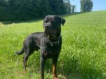 Suhr AG: Diensthund "Theron" stellt zwei Diebe