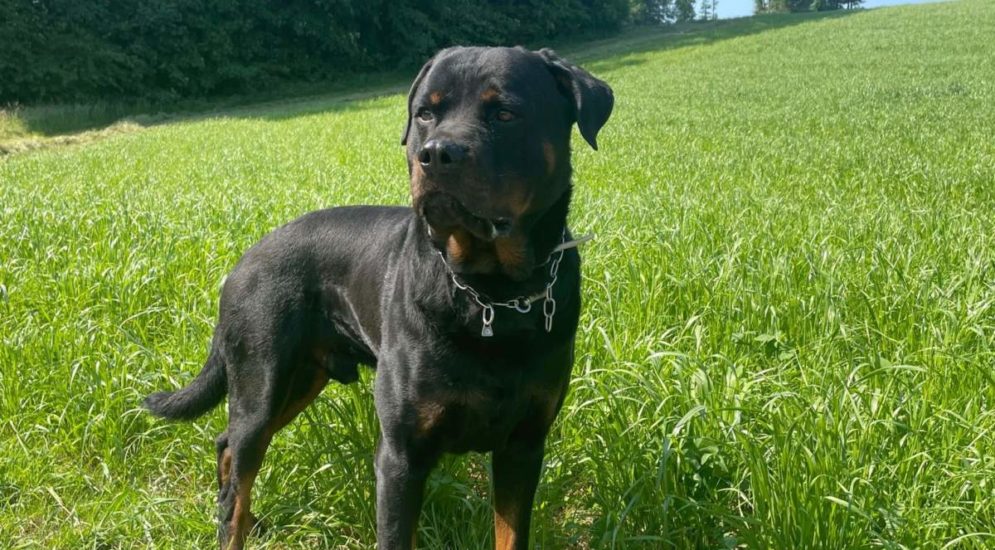 Suhr AG: Diensthund "Theron" stellt zwei Diebe