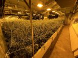 Therwil BL: 4’000 Hanfpflanzen und über 100 Kilogramm Marihuana sichergestellt