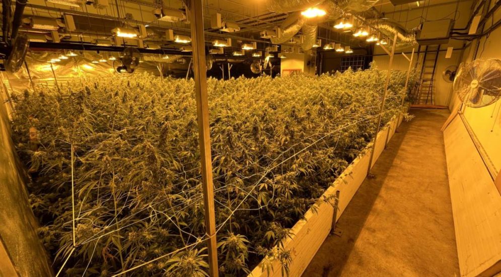 Therwil BL: 4’000 Hanfpflanzen und über 100 Kilogramm Marihuana sichergestellt