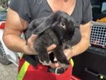 Oberentfelden AG: Vier Kaninchen in Gebüsch ausgesetzt