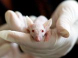 Tierversuche: 585 991 Tiere für Forschungszwecke eingesetzt