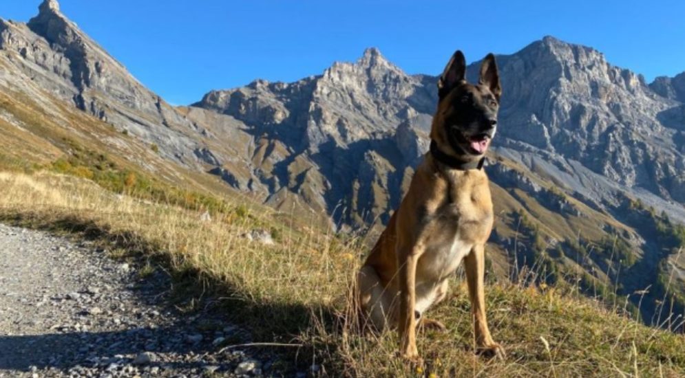Unterwallis: Polizeihund rettet verletzte Person
