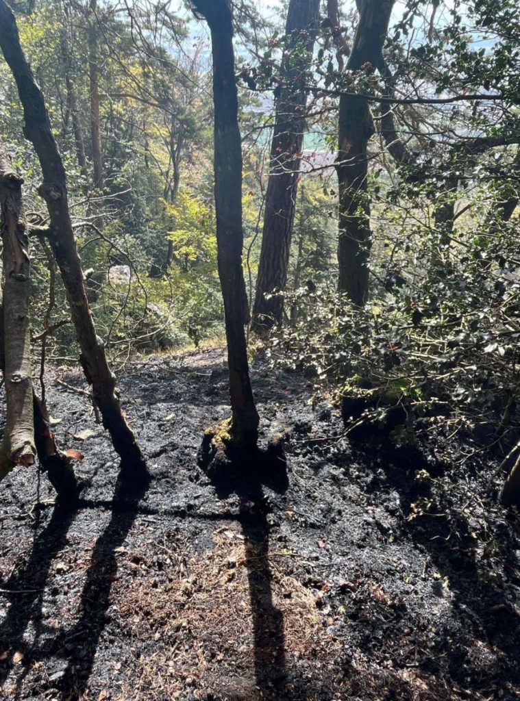 Hägendorf SO: Feuer in Wald wegen menschlichem Verschulden