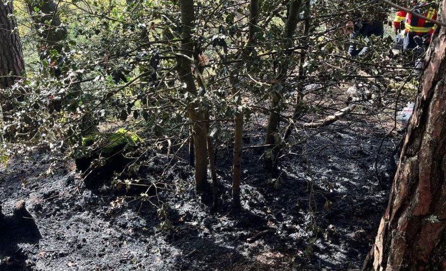 Hägendorf SO: Feuer in Wald wegen menschlichem Verschulden