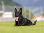 Langnau b. Reiden LU: Nach Unfall von Polizeihund gefunden