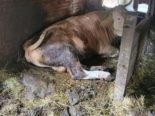 Aargau: Bauer erhält Tierhalteverbot, sämtliche Rinder beschlagnahmt
